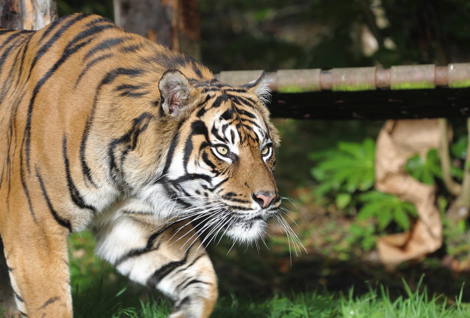 Sumatran tiger Lucu walking IMAGE: Amy Middleton 2024